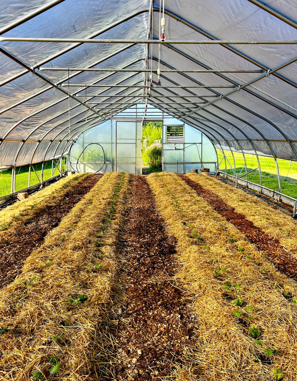 250731_Beautifully_Mulched_Beds (1)