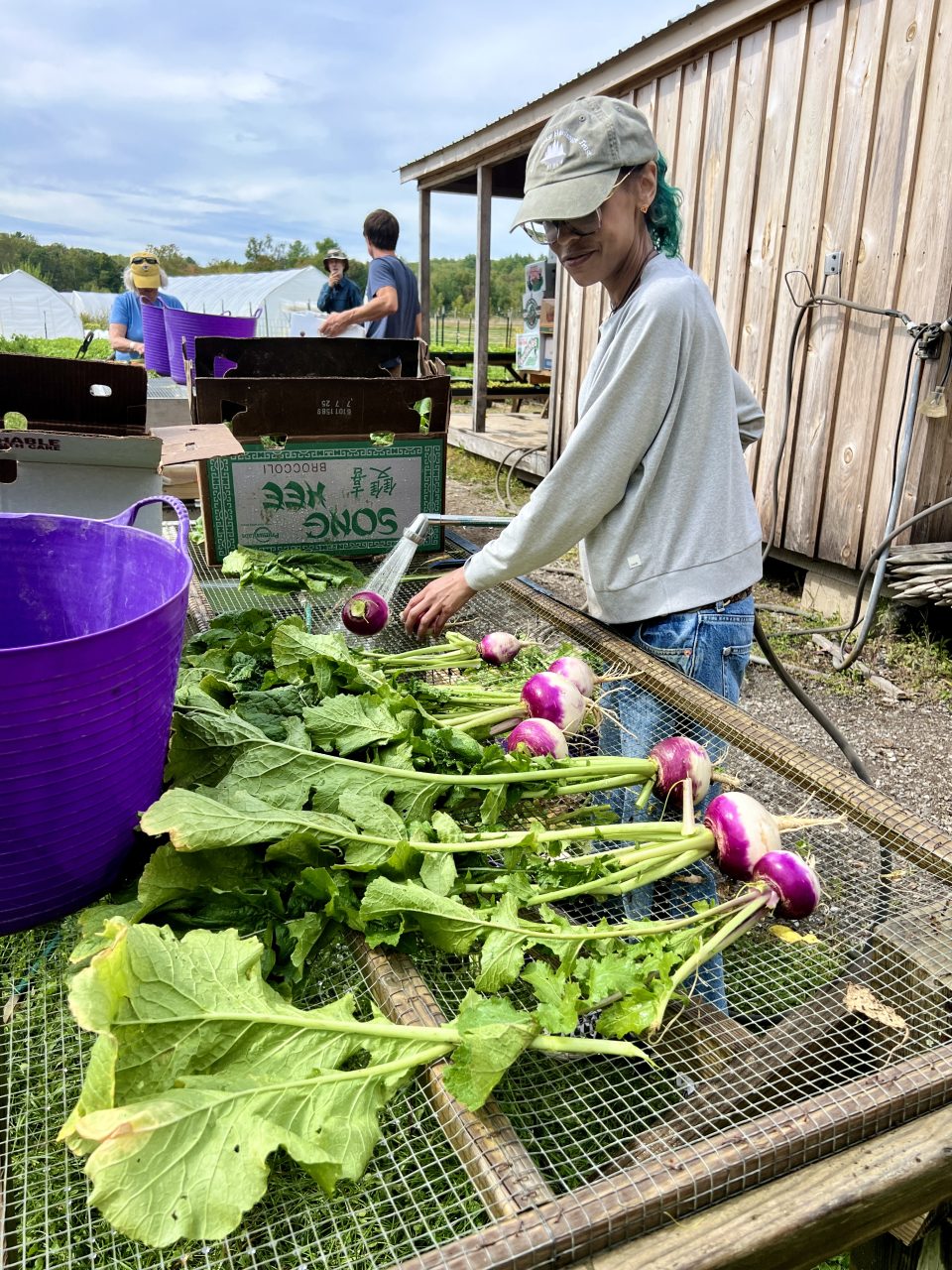 250918_Emma_Washing_Turnips (2)