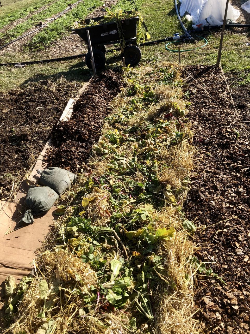 251120_Lasagna_Frozen_Greens (1)